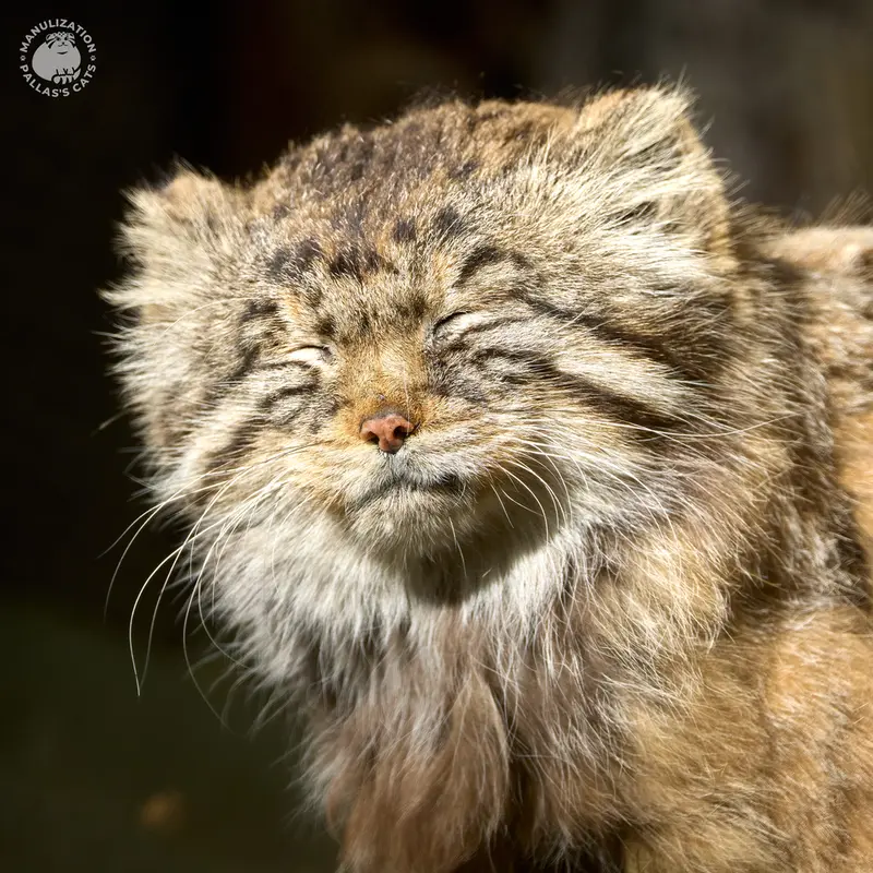 ノヴォシビルスク動物園のゼレノゴルスクの写真