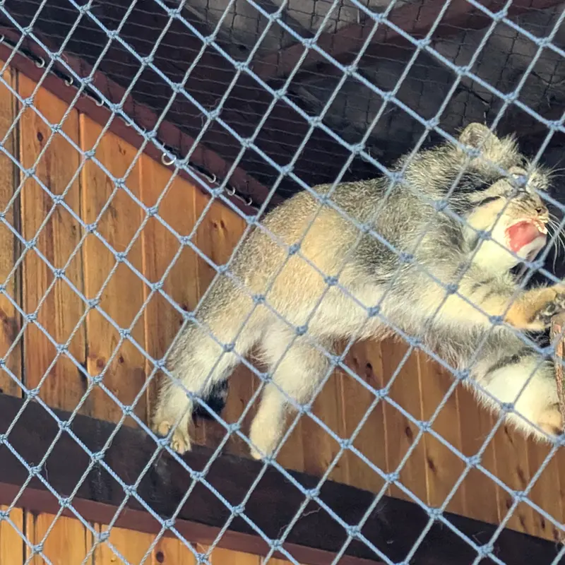 イフラヴァ動物園のマカルーの写真