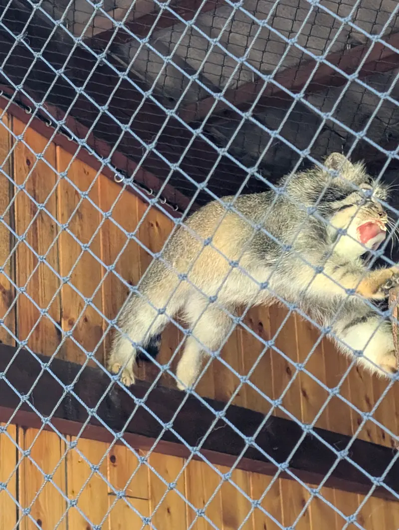 イフラヴァ動物園のマカルーの写真