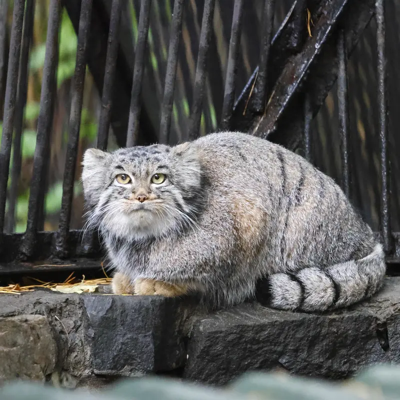 ノヴォシビルスク動物園のカトゥンの写真