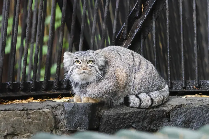 ノヴォシビルスク動物園のカトゥンの写真