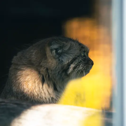リトアニア動物園のメリッサの写真