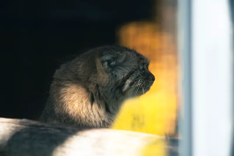 リトアニア動物園のメリッサの写真