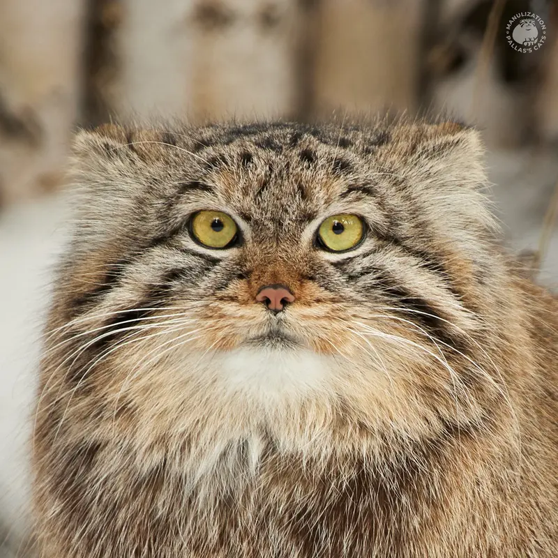 ノヴォシビルスク動物園のマヌルネコのエマ