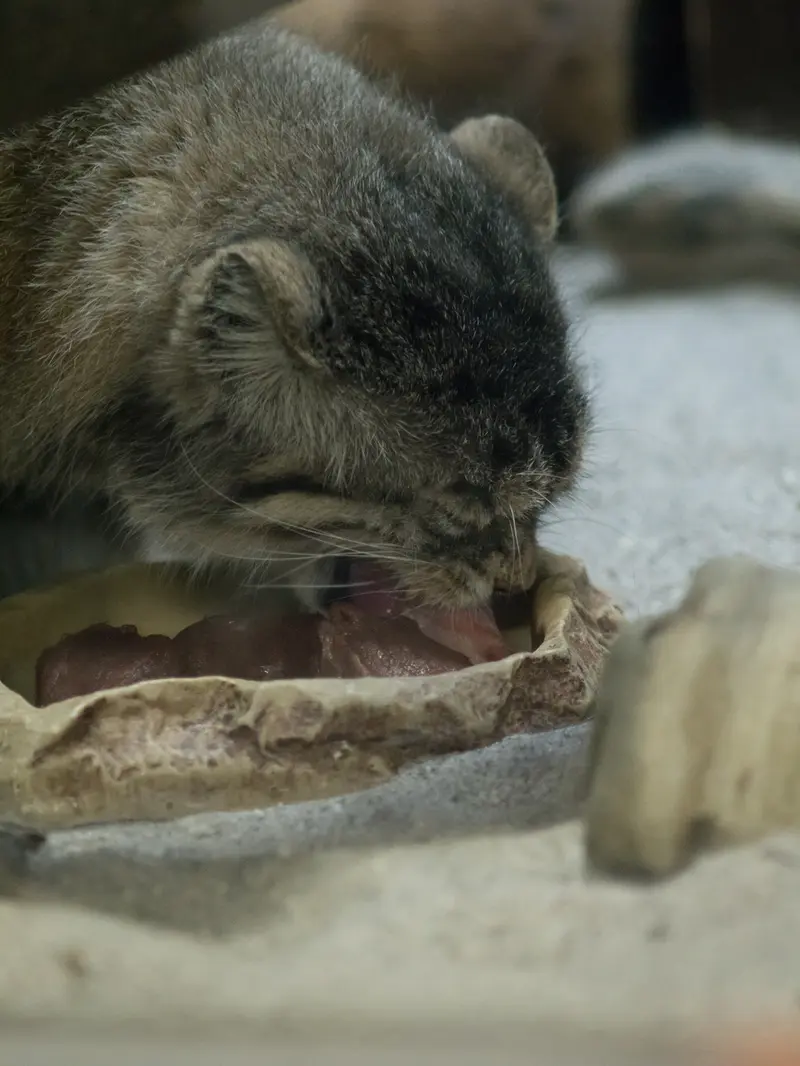 恩賜上野動物園のプリームラの写真