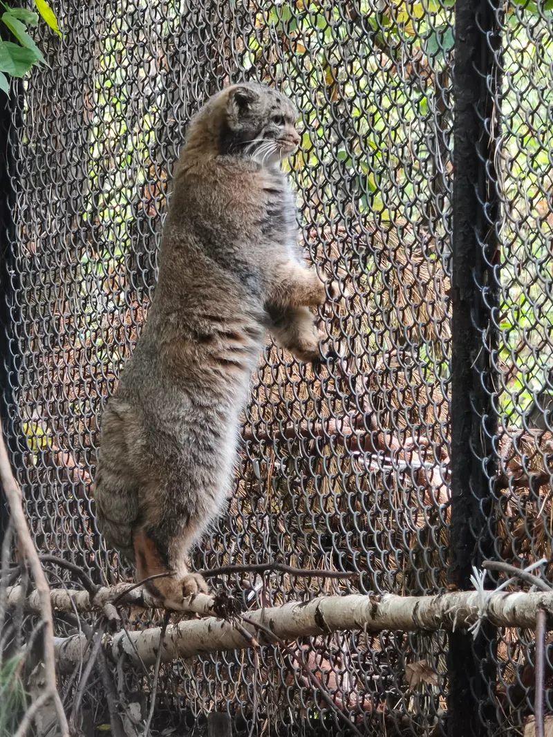 ノヴォシビルスク動物園のマヌルネコの写真
