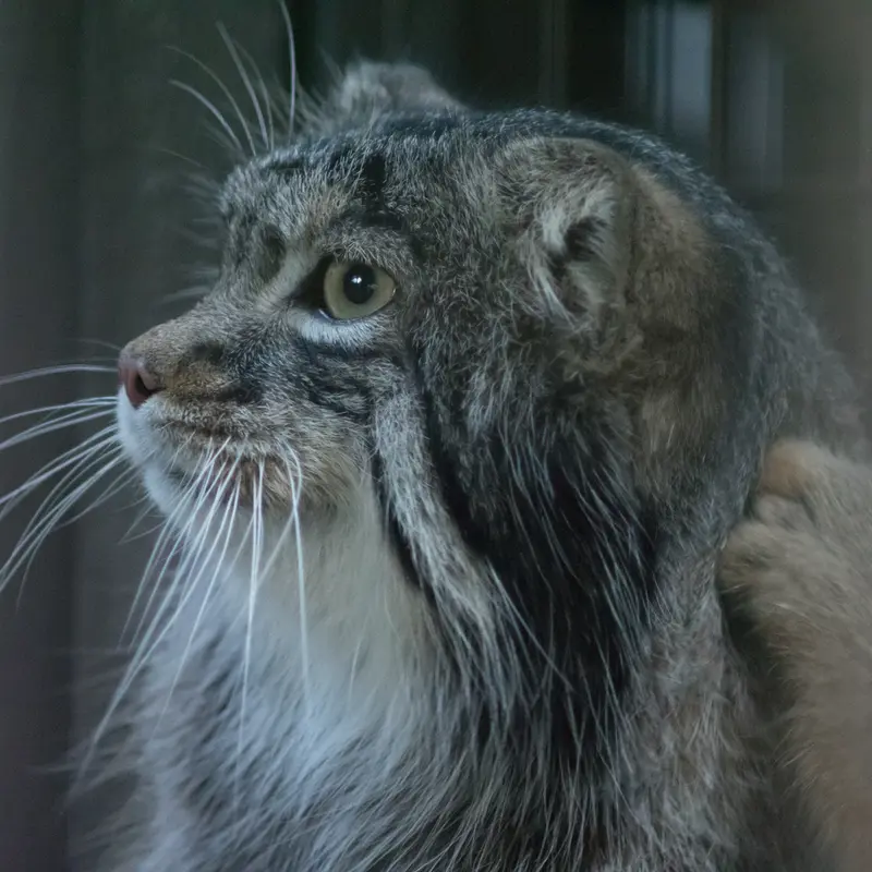 野毛山動物園のフィーガの写真