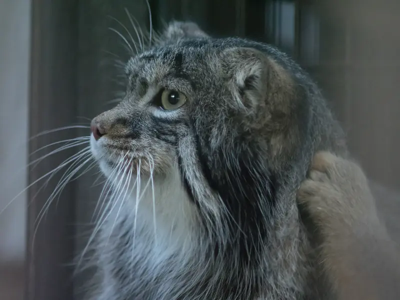 野毛山動物園のフィーガの写真