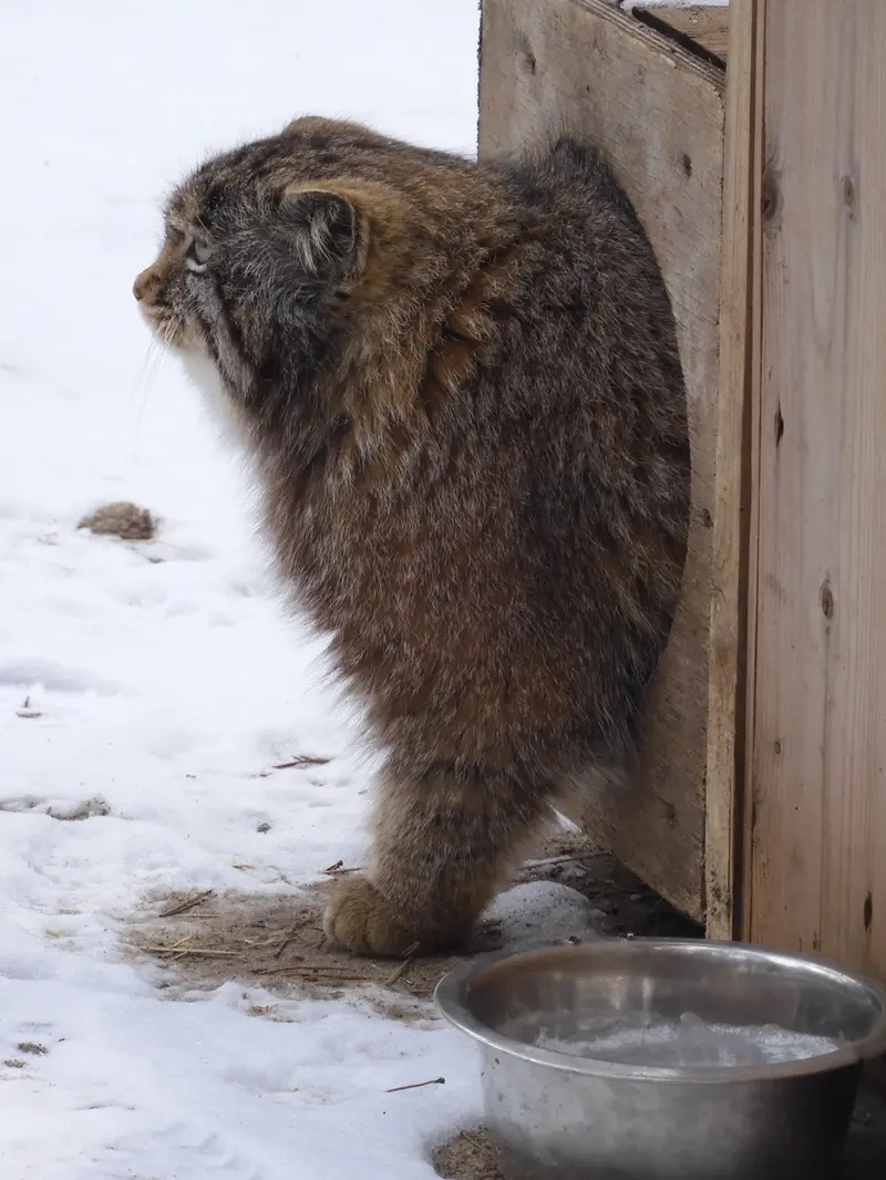 ノヴォシビルスク動物園のグレイの写真