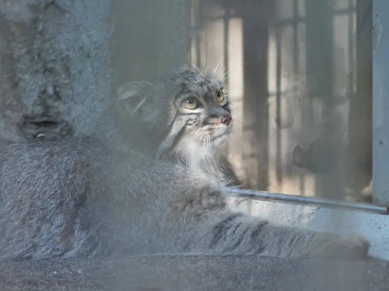 野毛山動物園のフィーガの写真