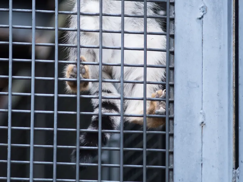旭山動物園のヒデの写真