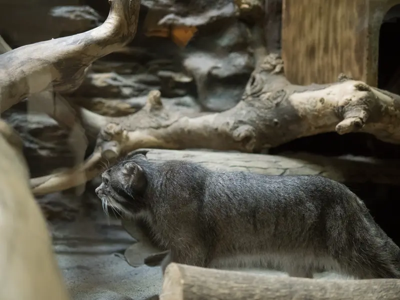 恩賜上野動物園のクリョンの写真