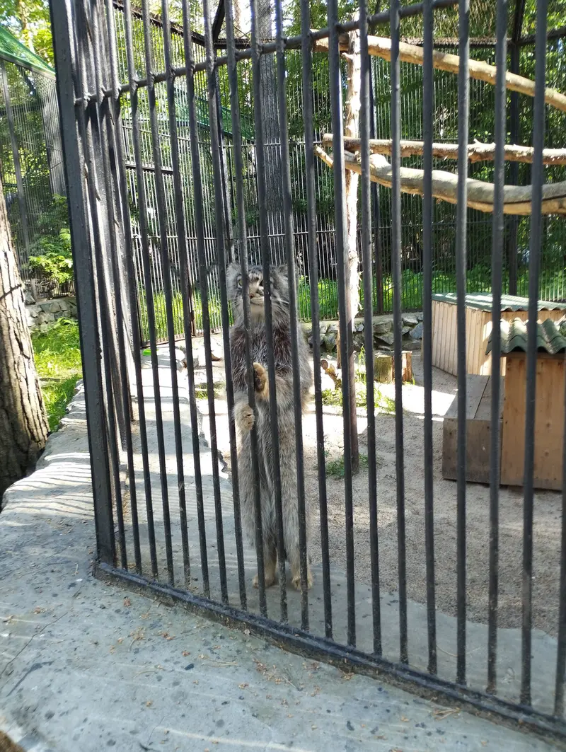 ノヴォシビルスク動物園のマヌルネコの写真