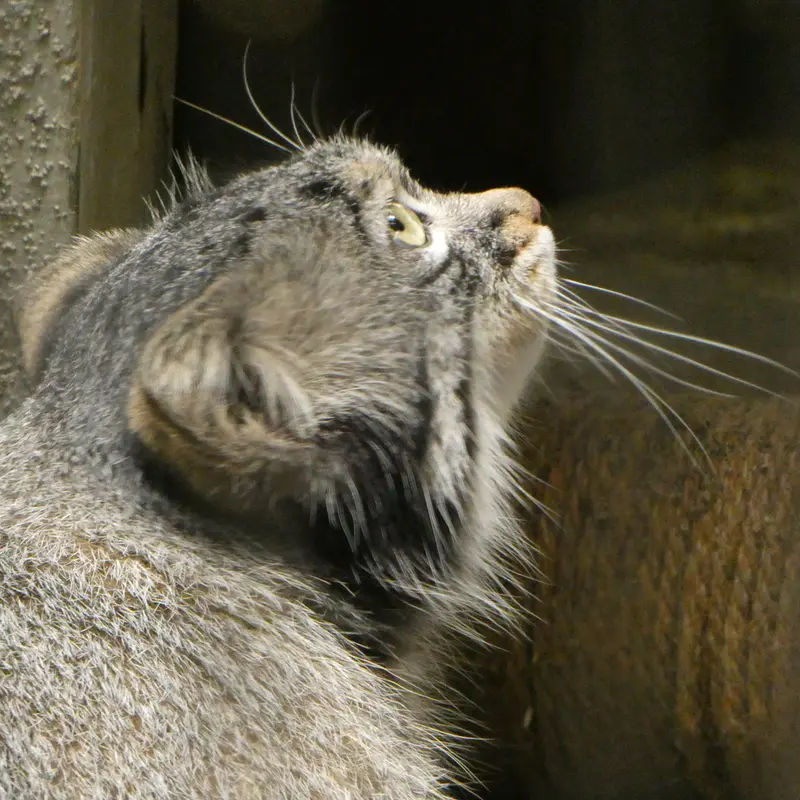 野毛山動物園のフィーガの写真