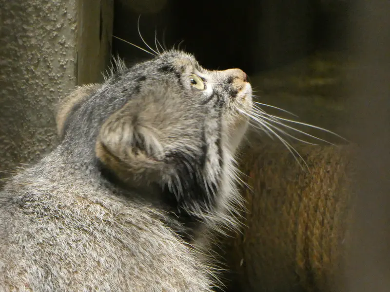 野毛山動物園のフィーガの写真