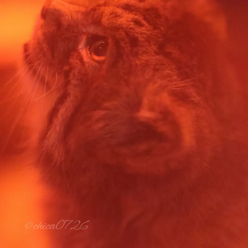 恩賜上野動物園のナイマの写真