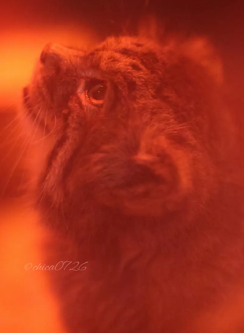 恩賜上野動物園のナイマの写真