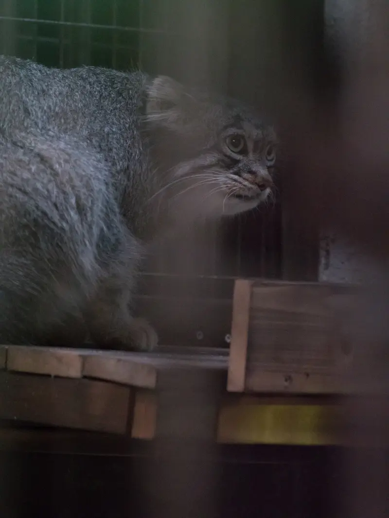 野毛山動物園のフィーガの写真