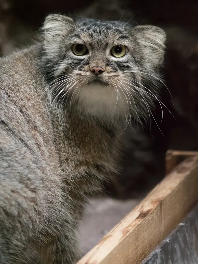 恩賜上野動物園のサフランの写真