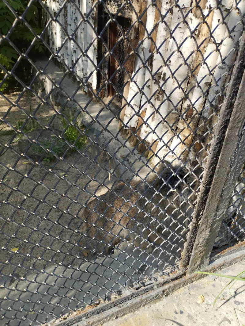 ノヴォシビルスク動物園のマヌルネコの写真