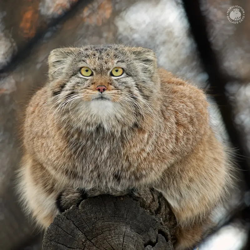 ノヴォシビルスク動物園のペペの写真