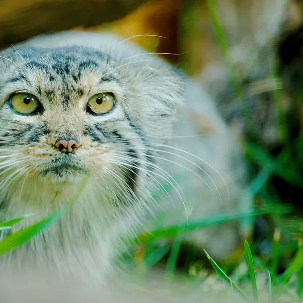 レッドリバー動物園のエルヴィラの写真