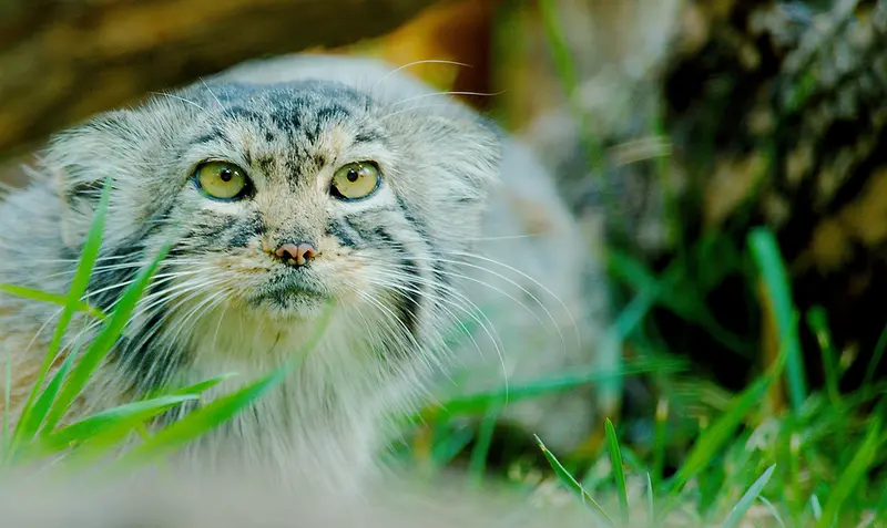 レッドリバー動物園のエルヴィラの写真