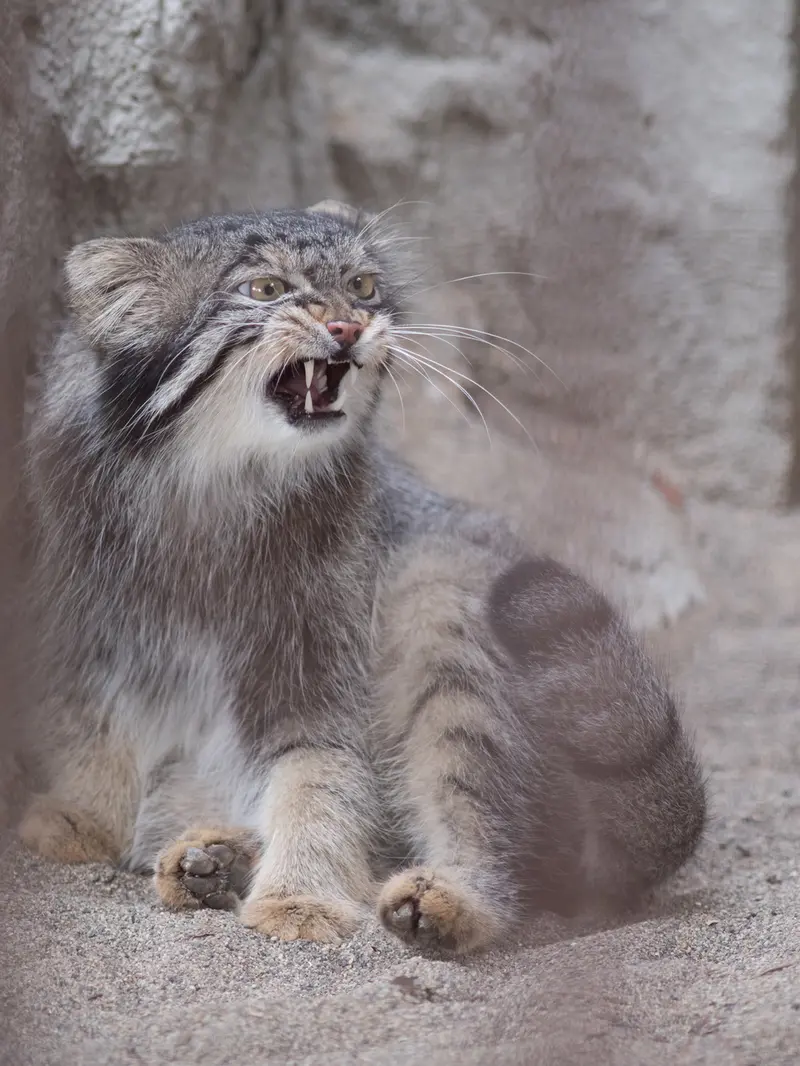 野毛山動物園のフィーガの写真