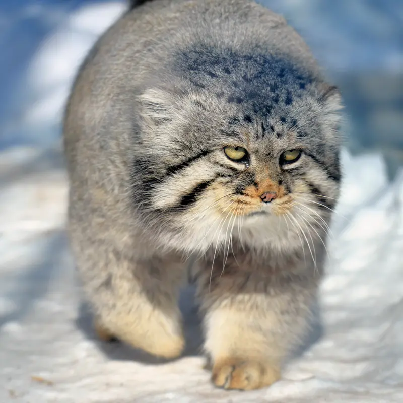 モスクワ動物園のヴァディムの写真