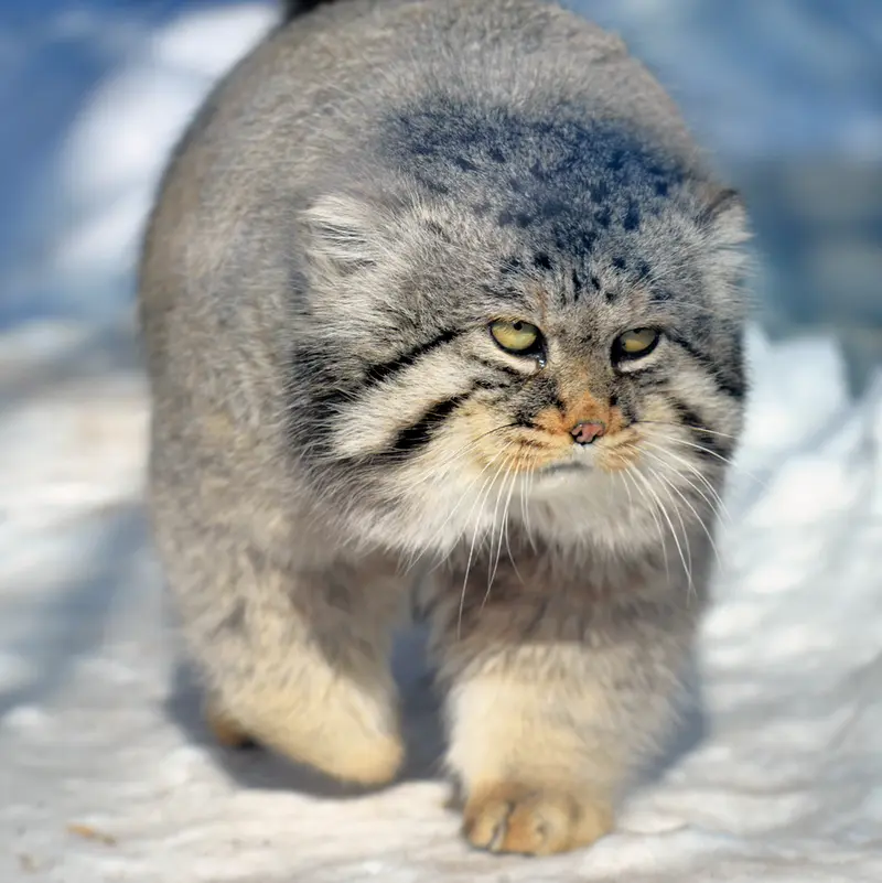 モスクワ動物園のヴァディムの写真