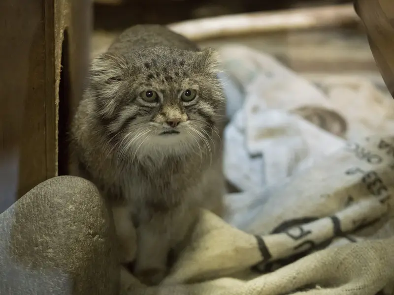 恩賜上野動物園のクリョンの写真