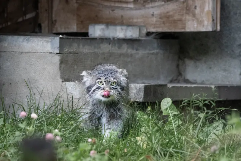 モスクワ動物園のティモフェイの写真