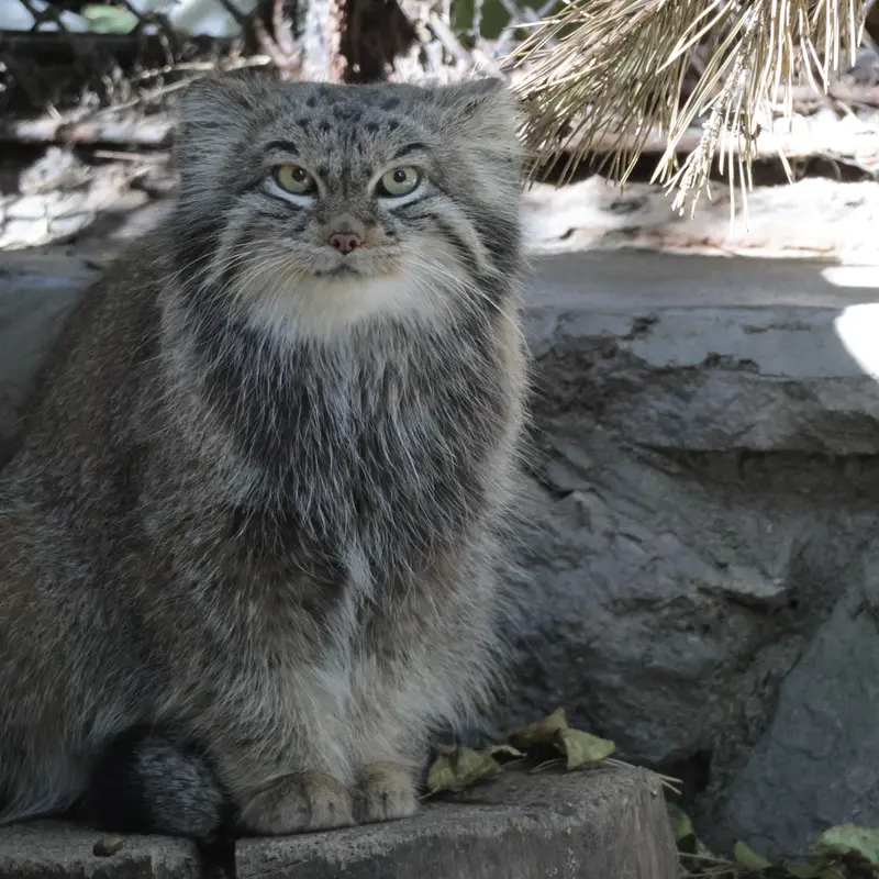 ノヴォシビルスク動物園のスネジンカの写真