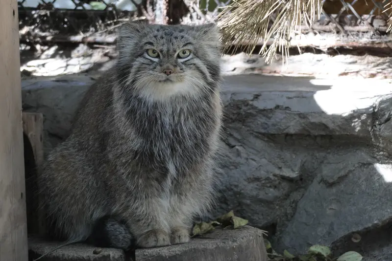 ノヴォシビルスク動物園のスネジンカの写真