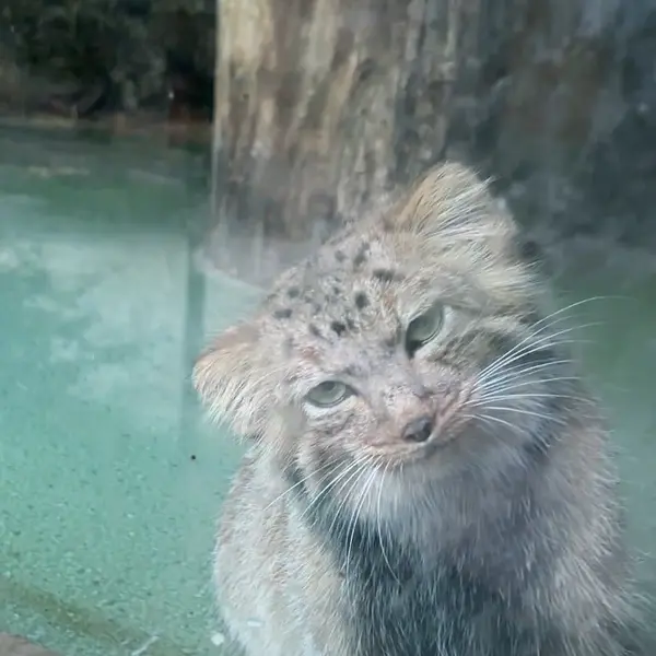 ナレの写真