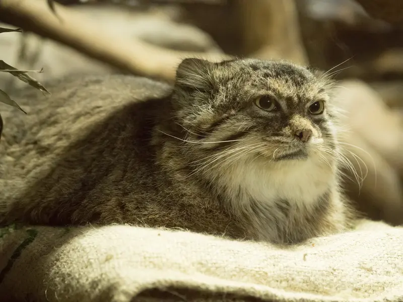 恩賜上野動物園のプリームラの写真
