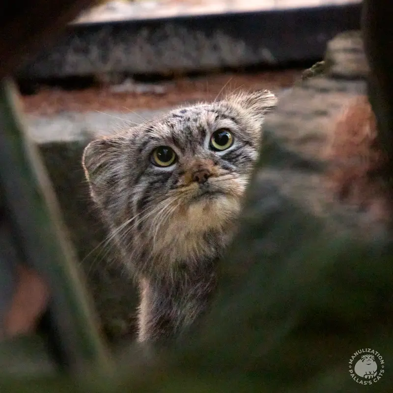 クラクフ動物園のツァスの写真