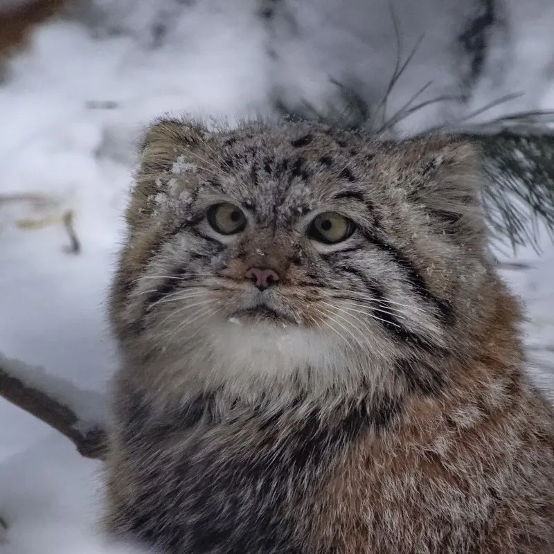 ノヴォシビルスク動物園のコソグラジクの写真