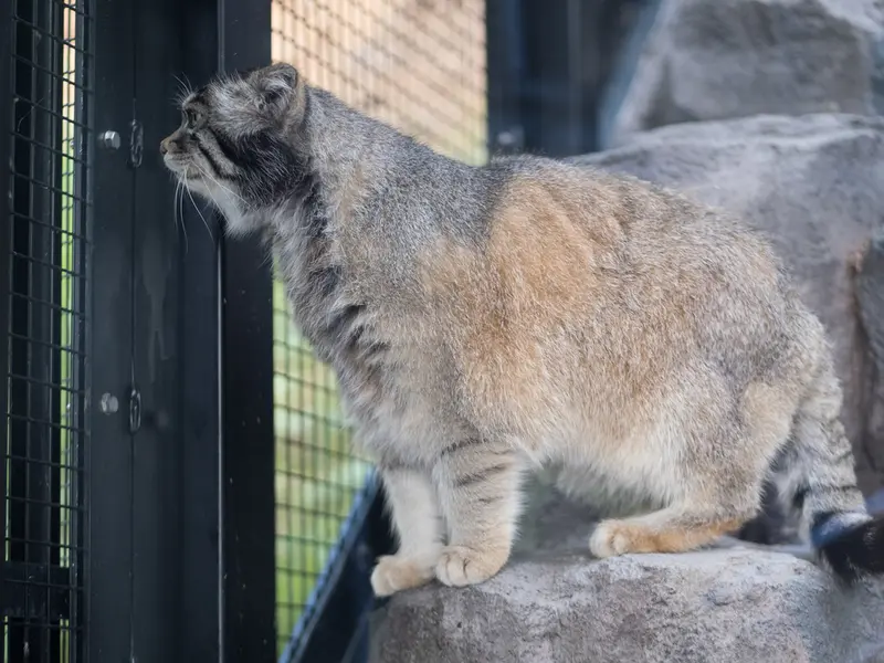 旭山動物園のグルーシャの写真