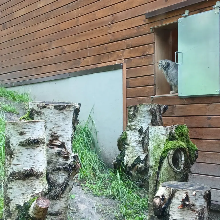 グダニスク動物園のマヌエルの写真
