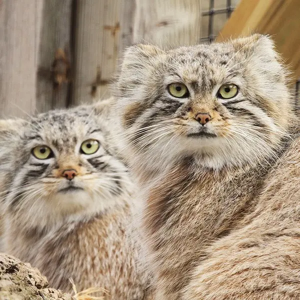 ビンガムトン動物園（ロス・パーク）のジョディとルビーの写真