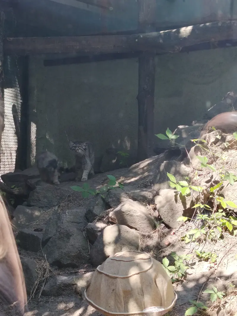 ブダペスト動物園・植物園のルーシーとボリス Ⅱの写真