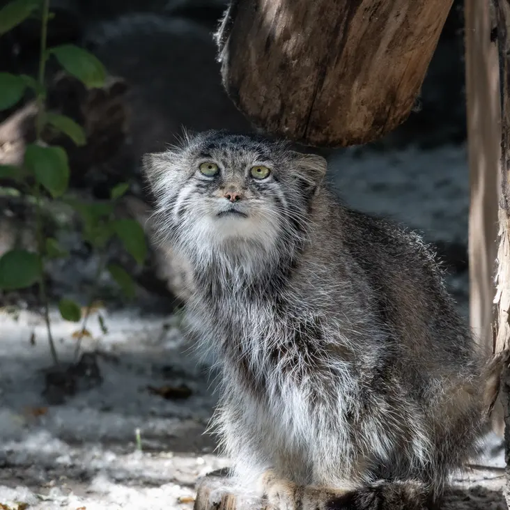 ノヴォシビルスク動物園のミアの写真
