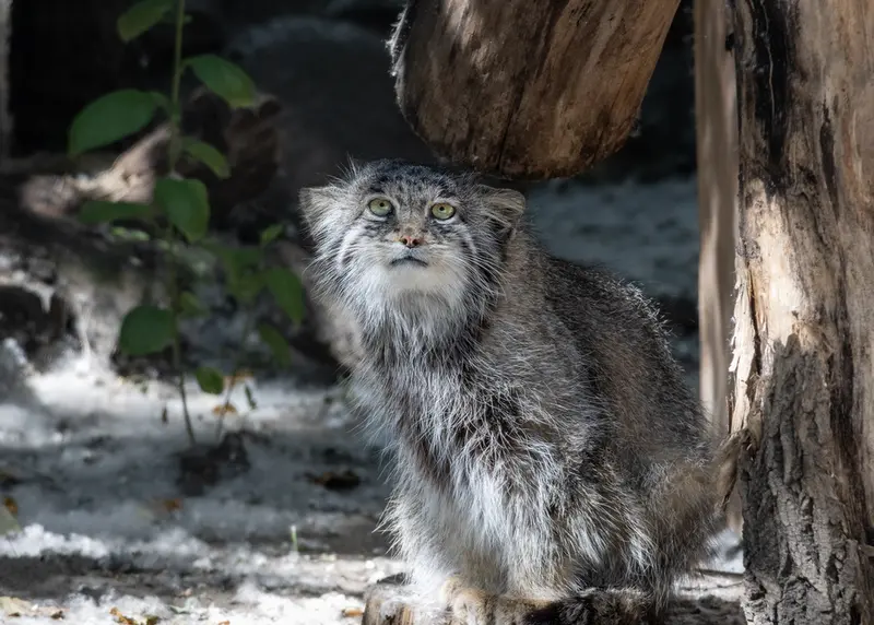 ノヴォシビルスク動物園のミアの写真