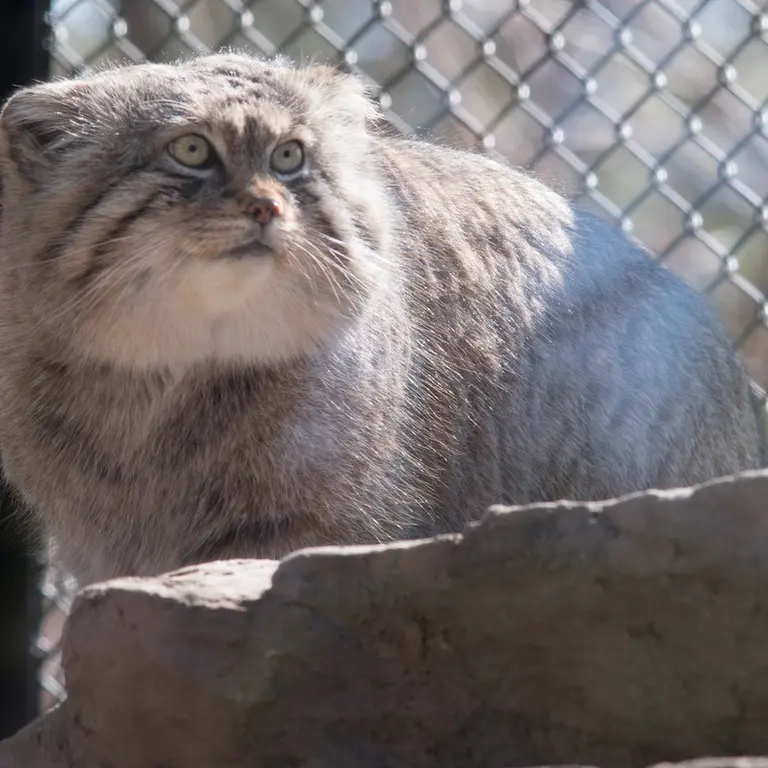 埼玉県こども動物自然公園のロータスの写真