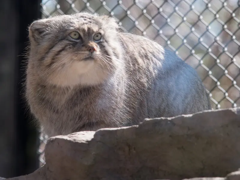 埼玉県こども動物自然公園のロータスの写真
