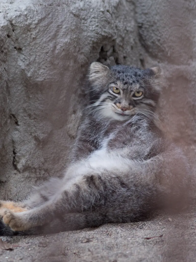 野毛山動物園のフィーガの写真