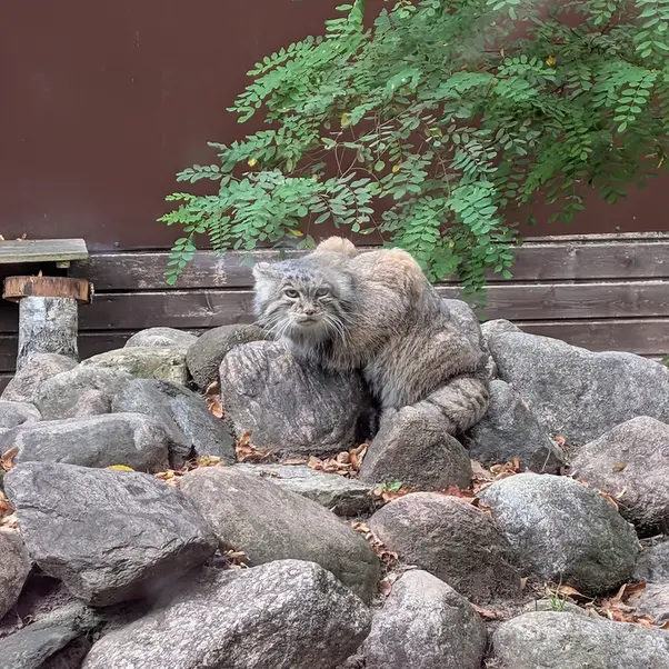 ポズナン新動物園のマニアの写真