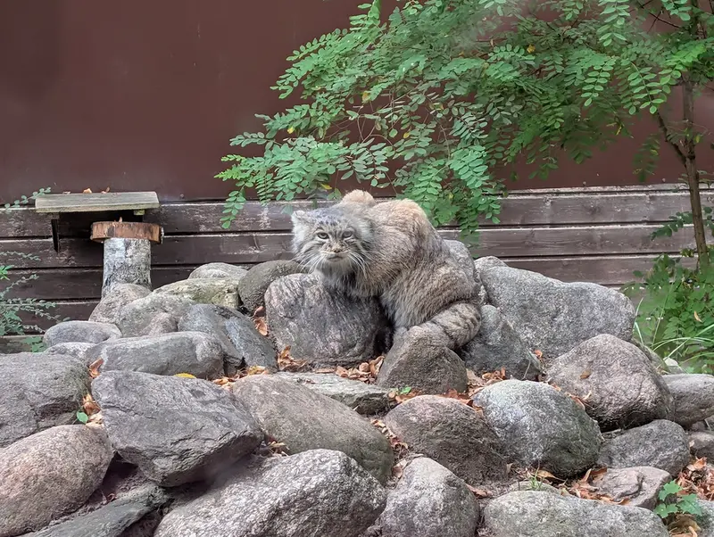 ポズナン新動物園のマニアの写真