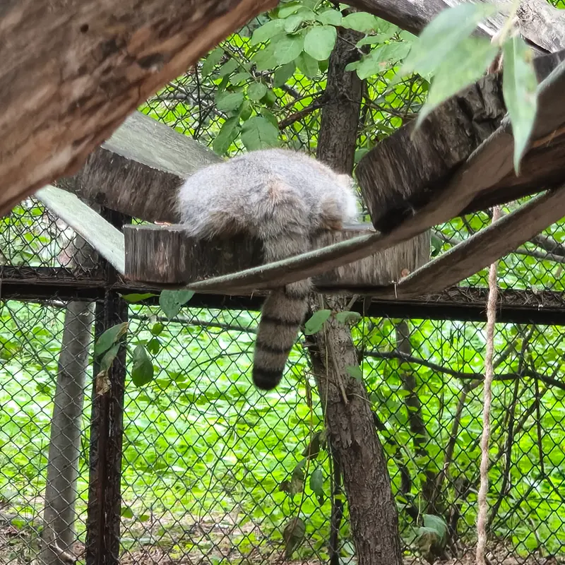 Novosibirsk Zooのマヌルネコの写真